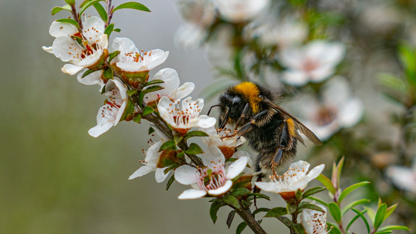 A bumble bee on manuka blossom