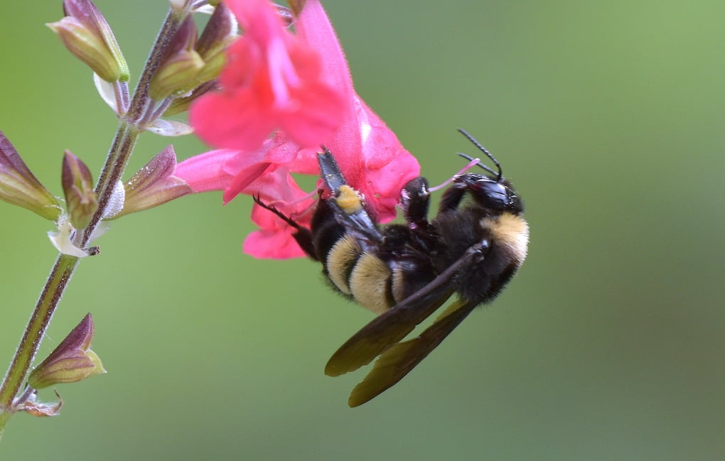A native bee (Ngāro Huruhuru) on a sage flower
