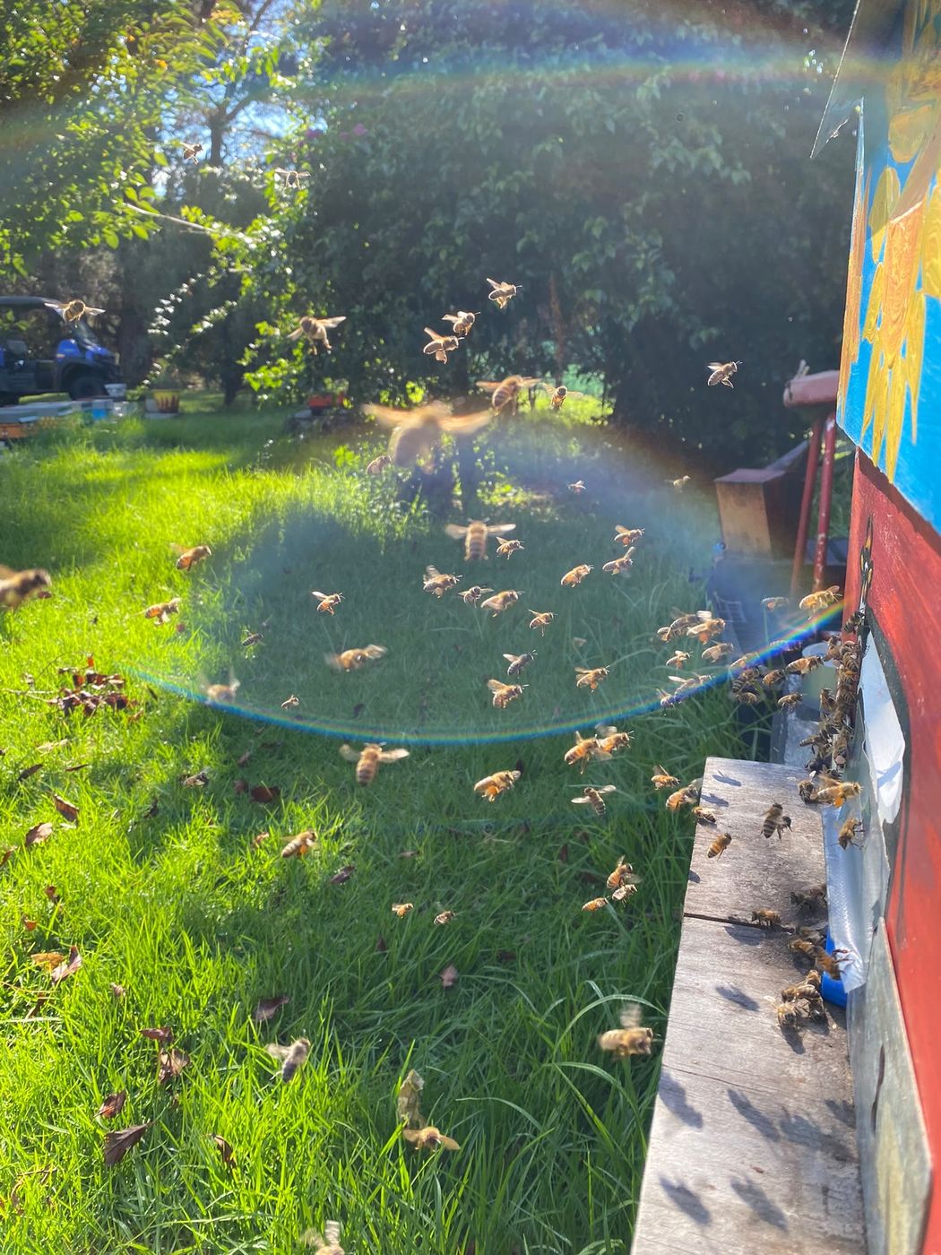 Bees flying home to a colourfully painted hive in the sunshine