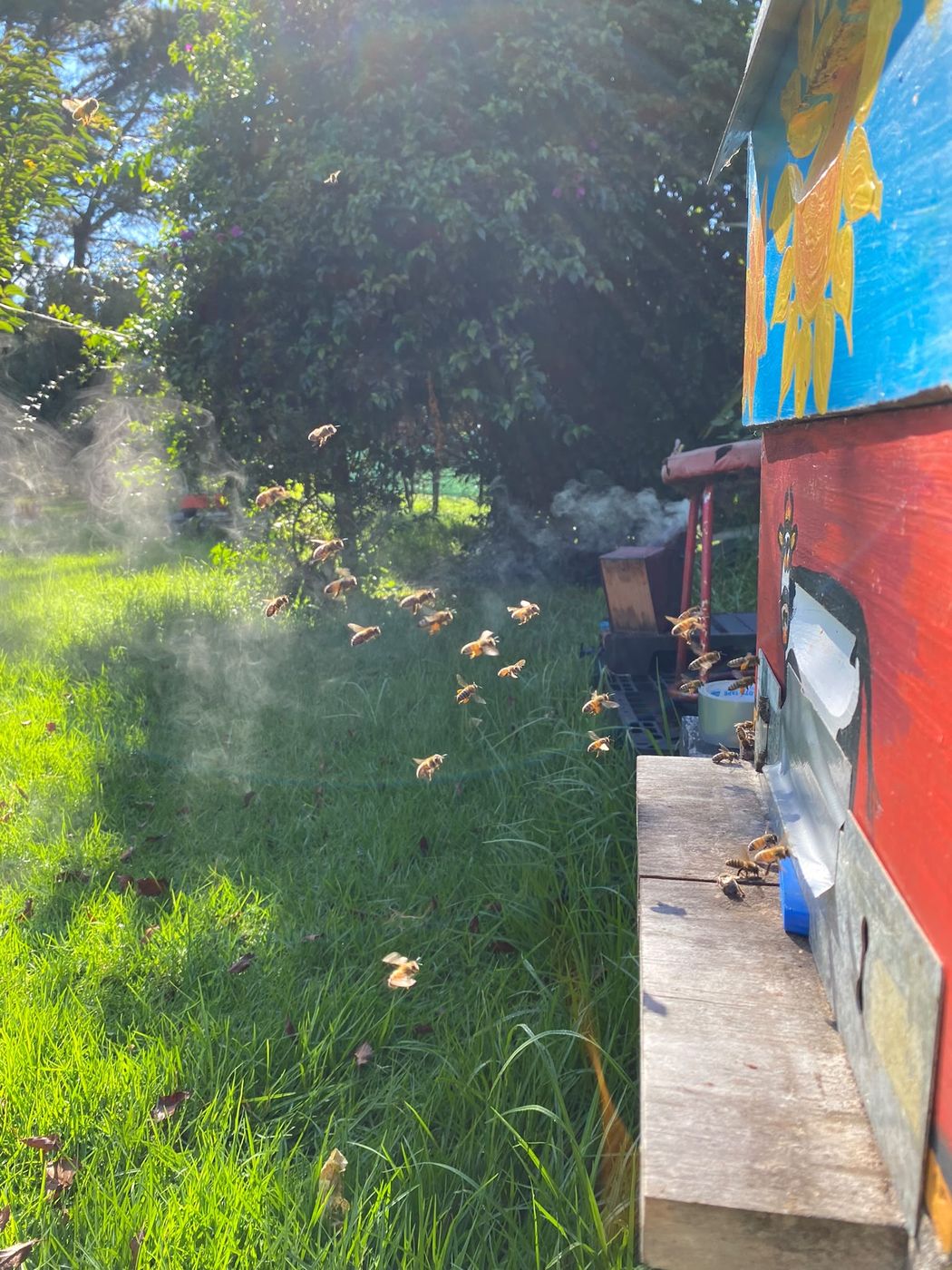 Bees flying around a painted hive with smoker smoke drifting past