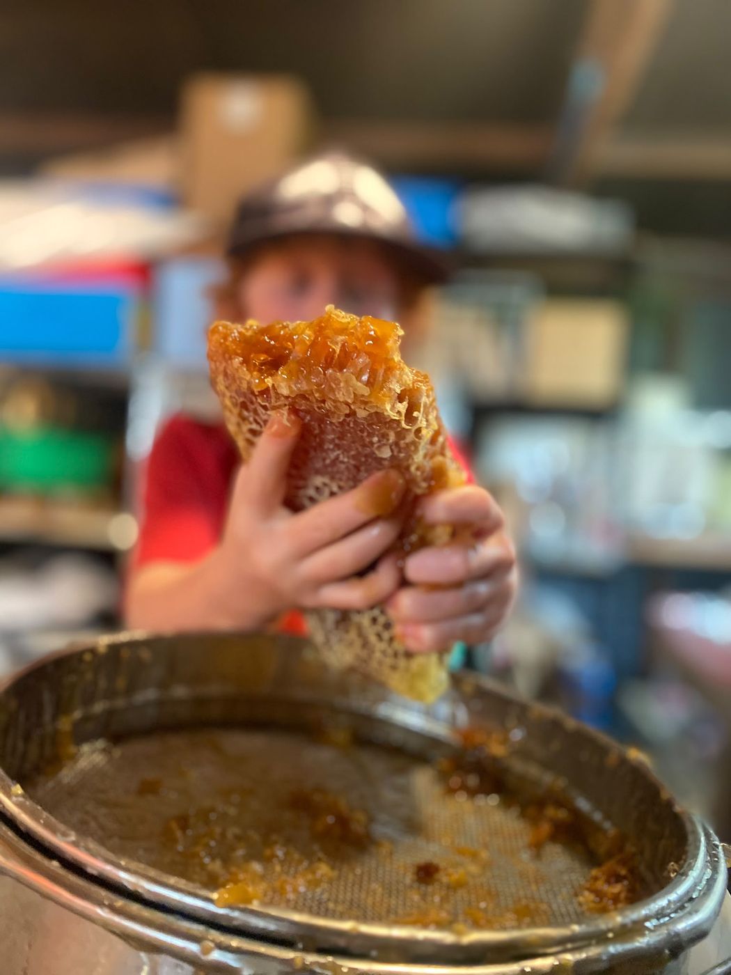 A student holding fresh honeycomb dripping with honey over a strainer