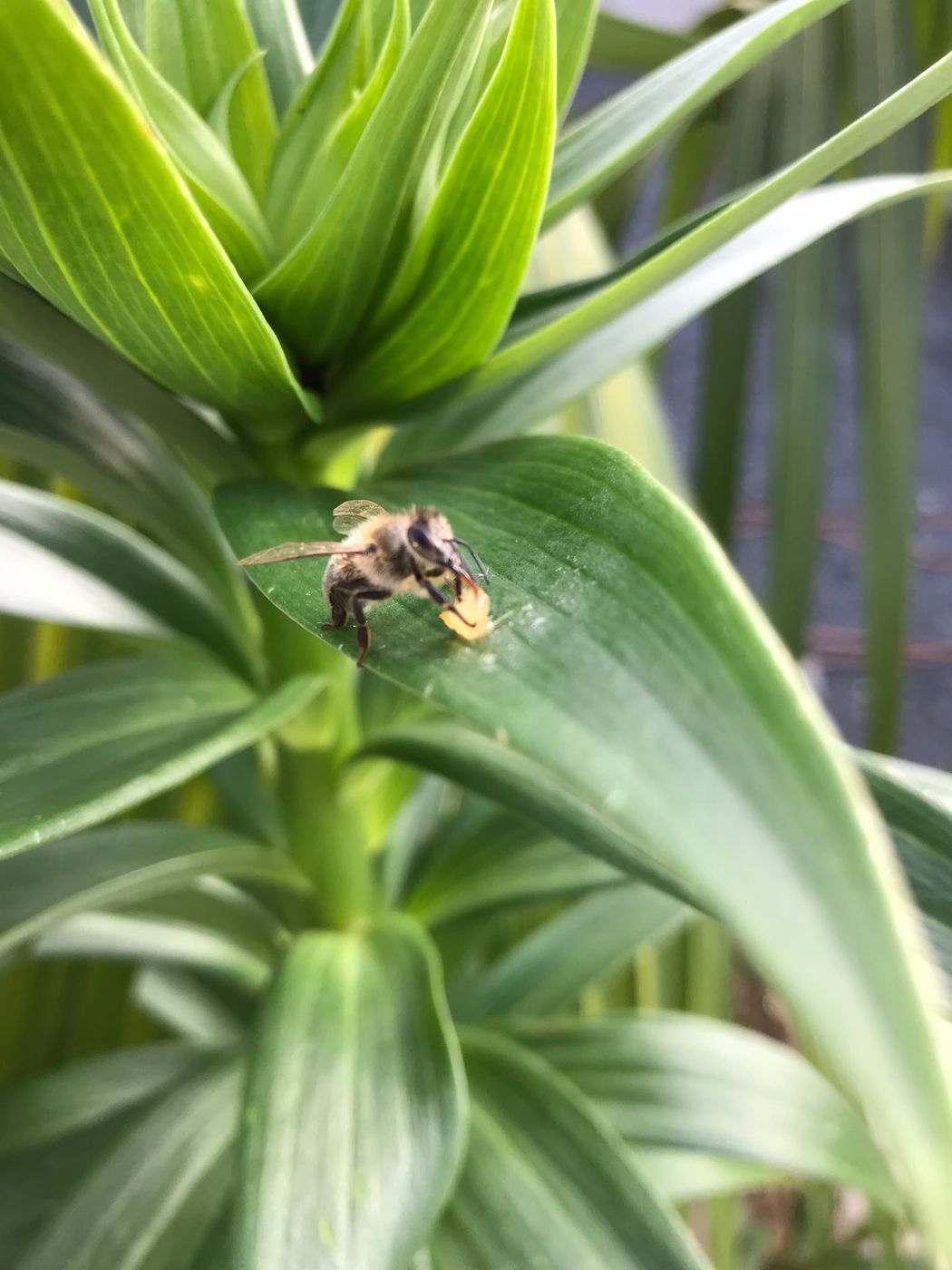 A bee resting on a bright green leaf