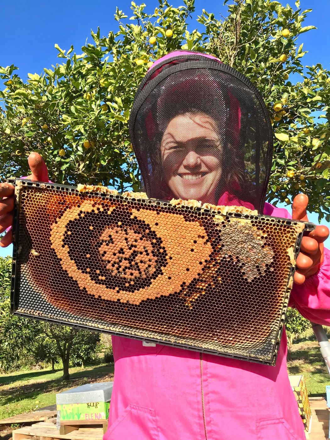 A beekeeper in a pink suit holding up a brood frame under a lemon tree