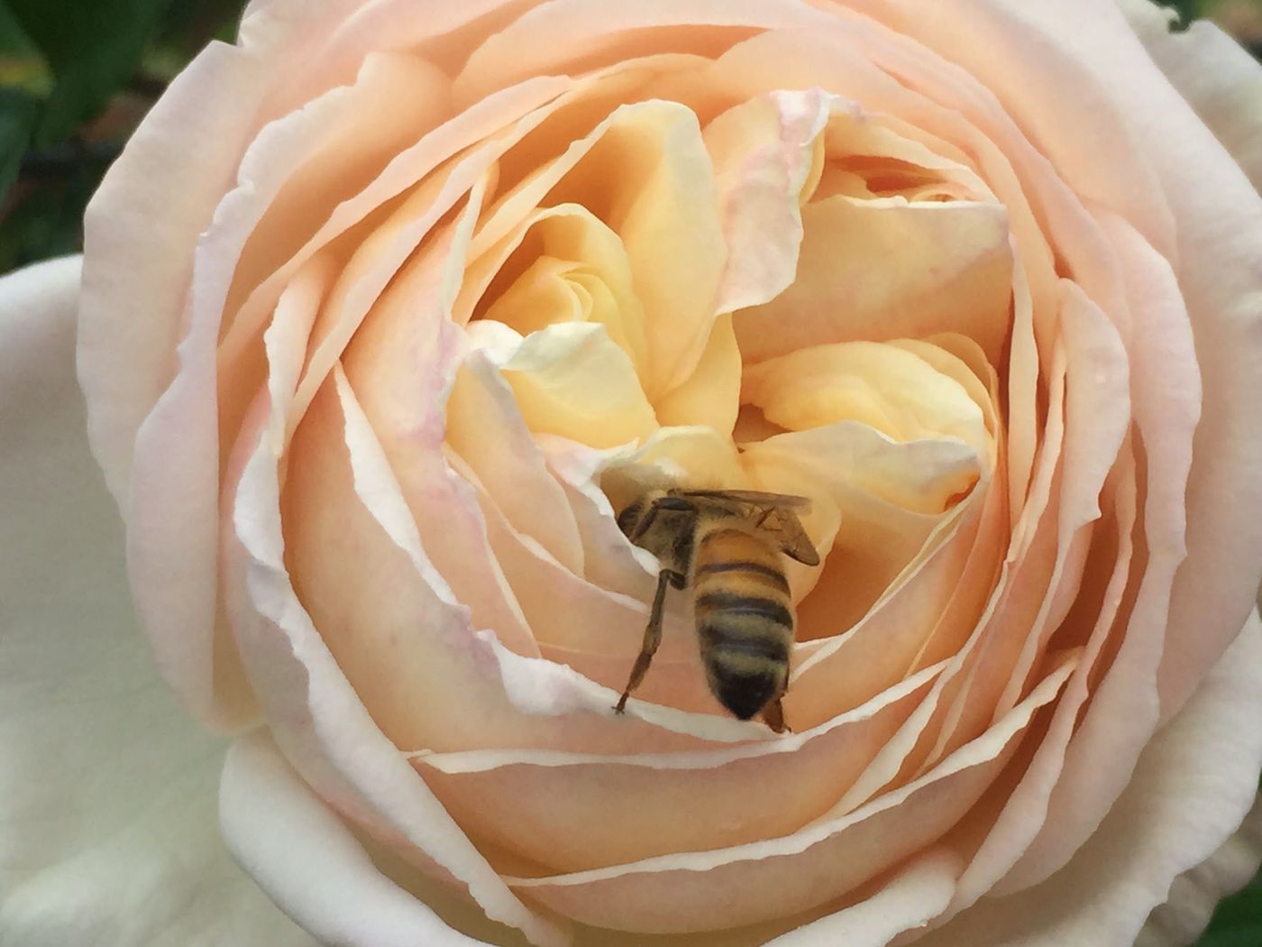 A honey bee foraging deep inside a peach-coloured rose