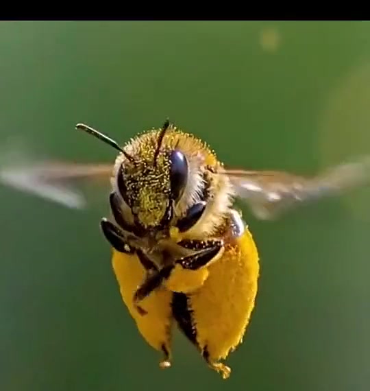 Macro close-up of a bee covered in pollen