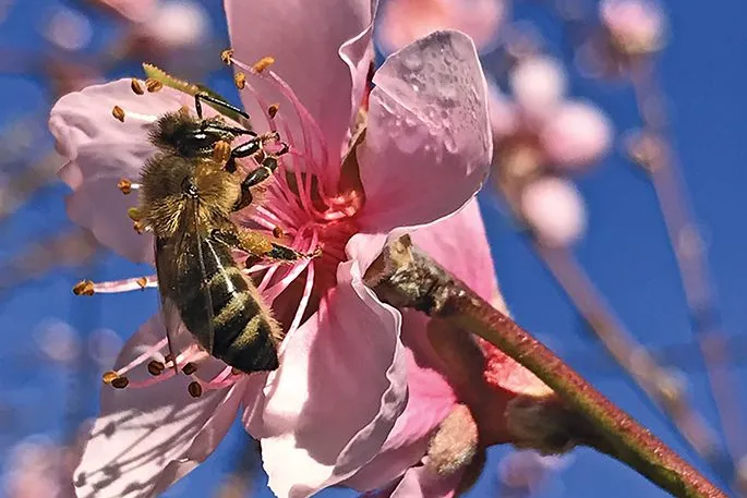 A native New Zealand bee on a blossom