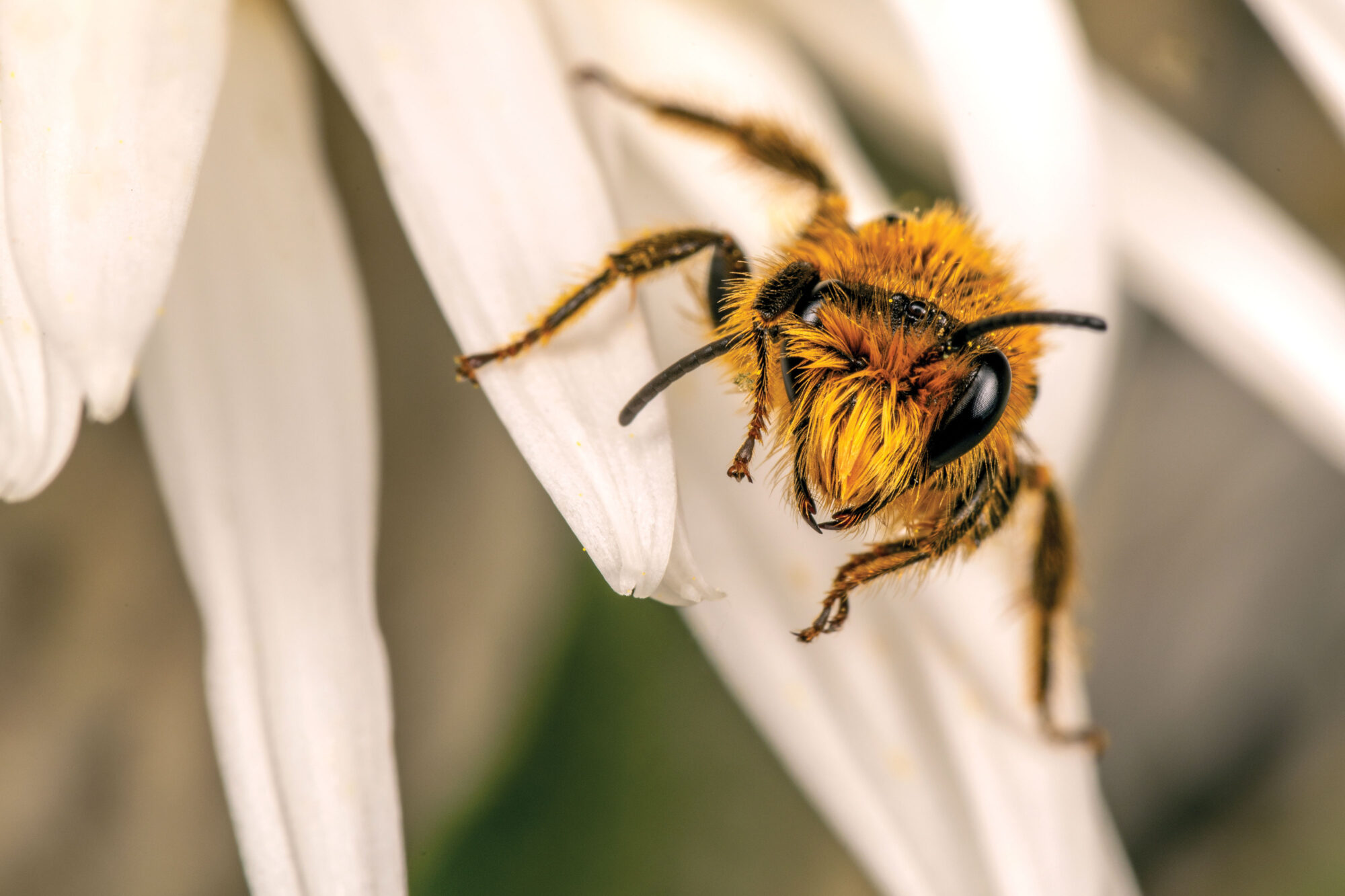 A native New Zealand bee on a daisy