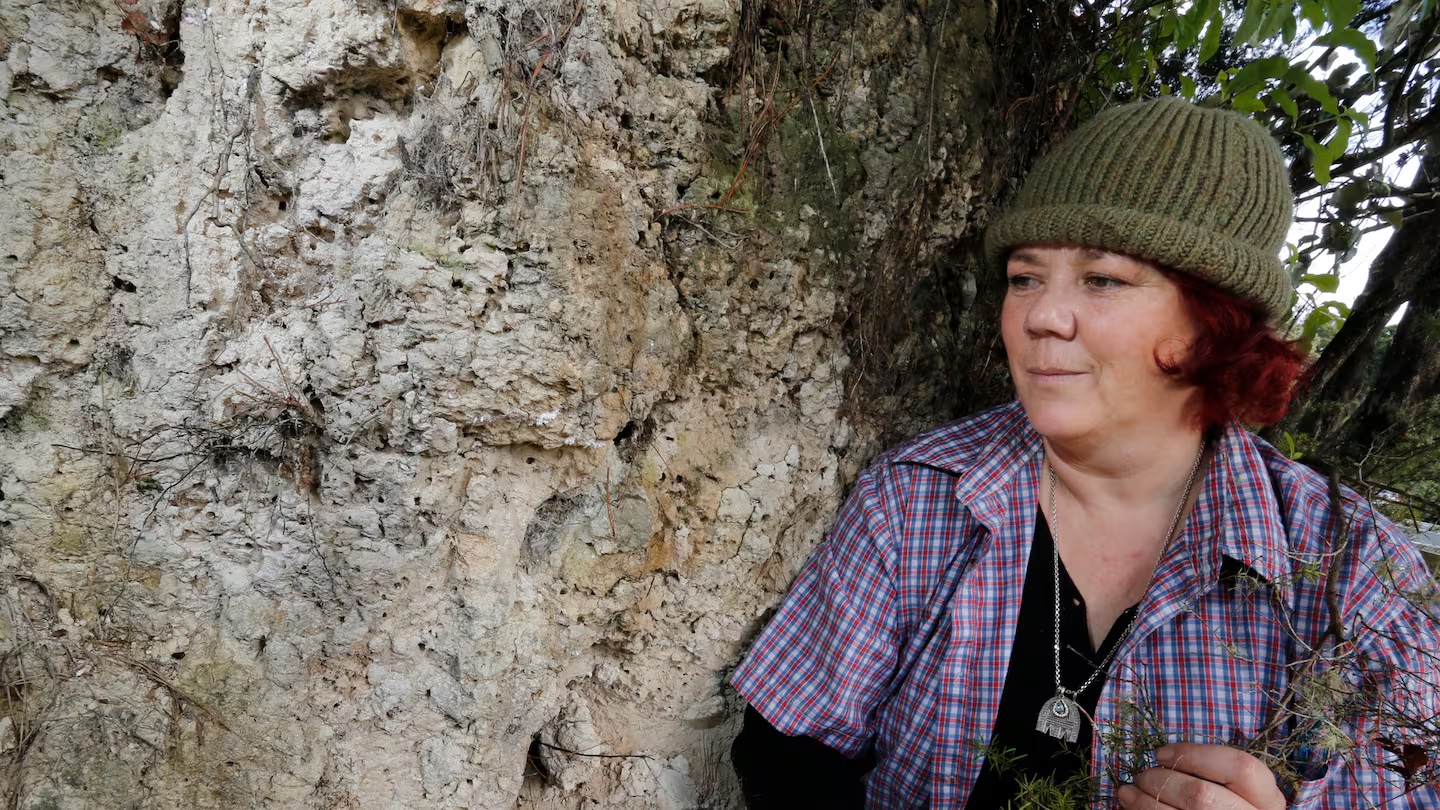 Dr Ngaire Hart at a native bee (Ngāro Huruhuru) nest site